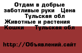  Отдам в добрые заботливые руки › Цена ­ 5 - Тульская обл. Животные и растения » Кошки   . Тульская обл.